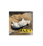 ぽろ（5）-3（個別スタンプ：3）