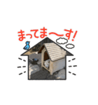 ぽろ（5）-3（個別スタンプ：10）