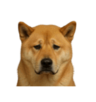 がっかり顔（犬編） Part3（個別スタンプ：40）