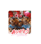 ni-na ③（個別スタンプ：1）