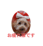 ni-na ③（個別スタンプ：4）