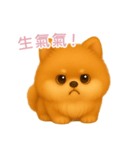 ふわかわ日和：ポメラニアン【台湾語】（個別スタンプ：13）