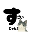 【やさしめ】白黒ねこの元気ことば（個別スタンプ：1）