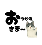 【やさしめ】白黒ねこの元気ことば（個別スタンプ：3）