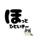 【やさしめ】白黒ねこの元気ことば（個別スタンプ：7）