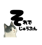 【やさしめ】白黒ねこの元気ことば（個別スタンプ：11）