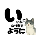 【やさしめ】白黒ねこの元気ことば（個別スタンプ：15）