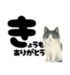 【やさしめ】白黒ねこの元気ことば（個別スタンプ：22）