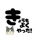 【やさしめ】白黒ねこの元気ことば（個別スタンプ：25）