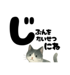 【やさしめ】白黒ねこの元気ことば（個別スタンプ：31）