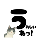 【やさしめ】白黒ねこの元気ことば（個別スタンプ：39）