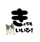 【やさしめ】白黒ねこの元気ことば（個別スタンプ：40）