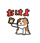 日常でも使える！ボーダーコリー！白赤（個別スタンプ：1）