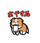 日常でも使える！ボーダーコリー！白赤（個別スタンプ：2）