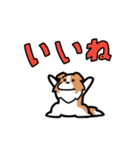 日常でも使える！ボーダーコリー！白赤（個別スタンプ：3）