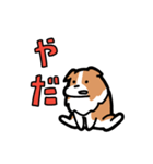 日常でも使える！ボーダーコリー！白赤（個別スタンプ：5）