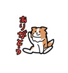 日常でも使える！ボーダーコリー！白赤（個別スタンプ：10）