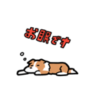 日常でも使える！ボーダーコリー！白赤（個別スタンプ：11）