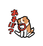 日常でも使える！ボーダーコリー！白赤（個別スタンプ：12）