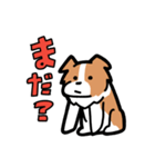 日常でも使える！ボーダーコリー！白赤（個別スタンプ：13）