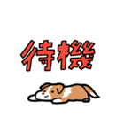 日常でも使える！ボーダーコリー！白赤（個別スタンプ：17）
