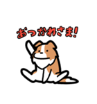 日常でも使える！ボーダーコリー！白赤（個別スタンプ：18）