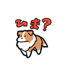 日常でも使える！ボーダーコリー！白赤（個別スタンプ：20）