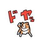 日常でも使える！ボーダーコリー！白赤（個別スタンプ：23）