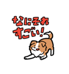 日常でも使える！ボーダーコリー！白赤（個別スタンプ：24）