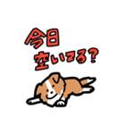 日常でも使える！ボーダーコリー！白赤（個別スタンプ：25）
