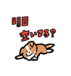 日常でも使える！ボーダーコリー！白赤（個別スタンプ：26）