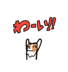 日常でも使える！ボーダーコリー！白赤（個別スタンプ：27）