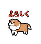 日常でも使える！ボーダーコリー！白赤（個別スタンプ：28）