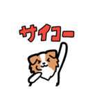 日常でも使える！ボーダーコリー！白赤（個別スタンプ：30）