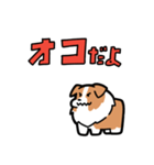 日常でも使える！ボーダーコリー！白赤（個別スタンプ：34）