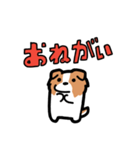 日常でも使える！ボーダーコリー！白赤（個別スタンプ：35）