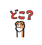日常でも使える！ボーダーコリー！白赤（個別スタンプ：36）