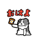 日常でも使える！ボーダーコリー！青白（個別スタンプ：1）