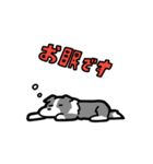 日常でも使える！ボーダーコリー！青白（個別スタンプ：11）