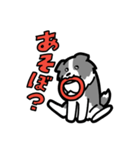 日常でも使える！ボーダーコリー！青白（個別スタンプ：12）