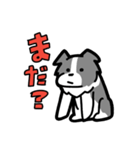 日常でも使える！ボーダーコリー！青白（個別スタンプ：13）