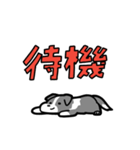 日常でも使える！ボーダーコリー！青白（個別スタンプ：17）
