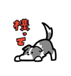 日常でも使える！ボーダーコリー！青白（個別スタンプ：19）