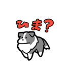 日常でも使える！ボーダーコリー！青白（個別スタンプ：20）