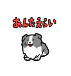 日常でも使える！ボーダーコリー！青白（個別スタンプ：21）