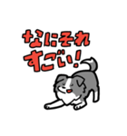 日常でも使える！ボーダーコリー！青白（個別スタンプ：24）