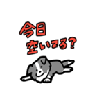 日常でも使える！ボーダーコリー！青白（個別スタンプ：25）