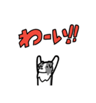 日常でも使える！ボーダーコリー！青白（個別スタンプ：27）