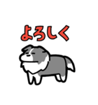 日常でも使える！ボーダーコリー！青白（個別スタンプ：28）