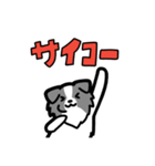 日常でも使える！ボーダーコリー！青白（個別スタンプ：30）